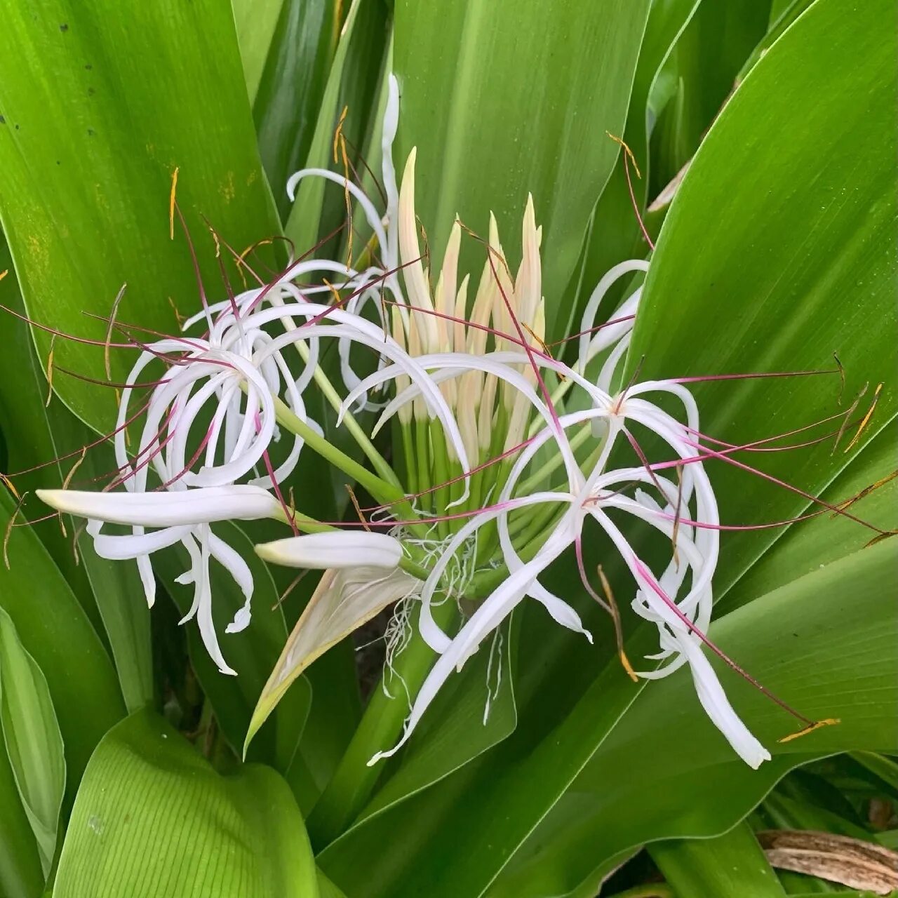 Кринум натанс. Кринум таиландский (Crinum thaianum). Кринум волнистый.