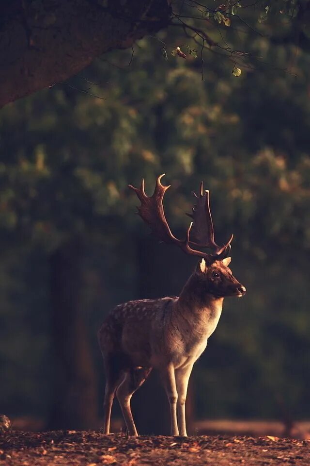 Игра олени. Поставь deer. Deer animal. Симулятор охоты на оленей. Олень.