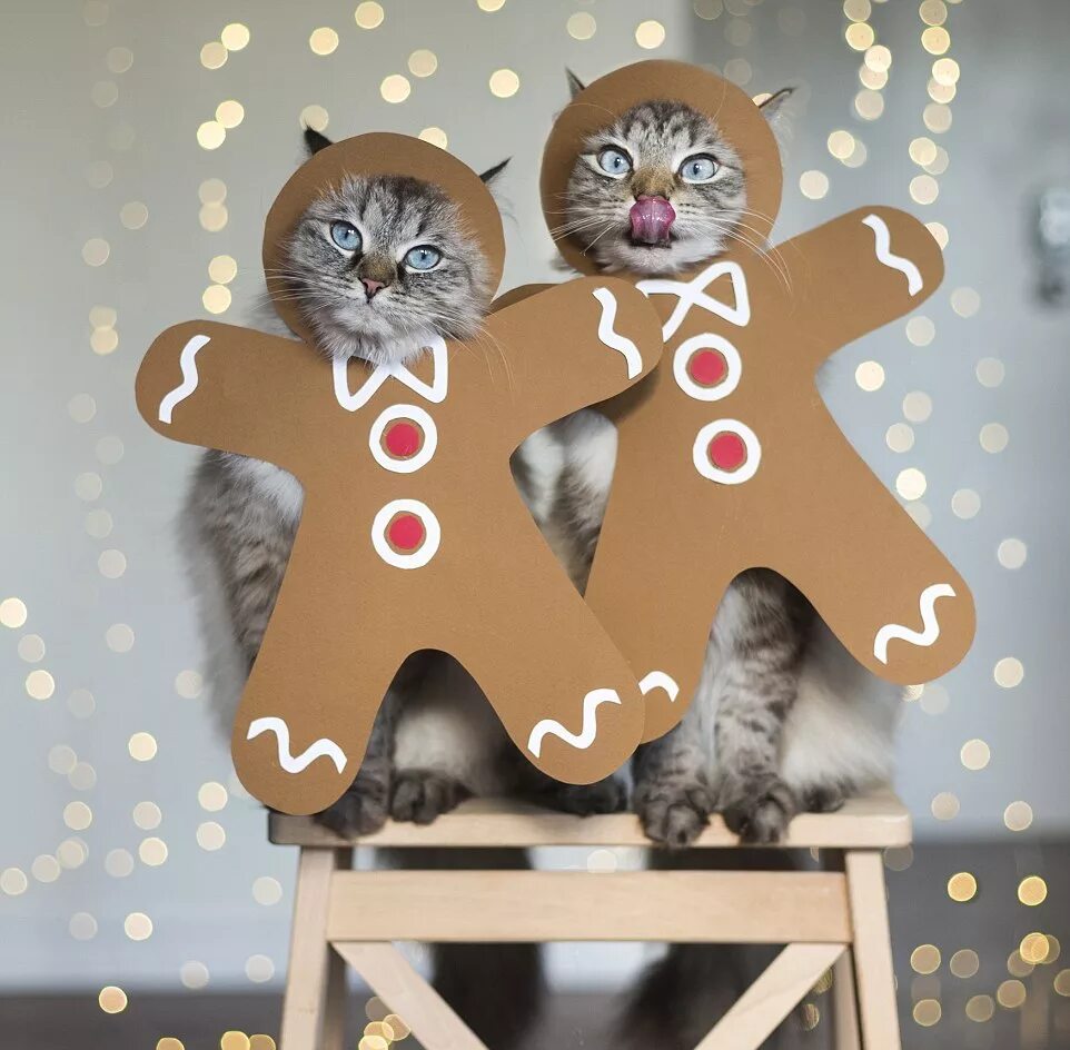 Интересные кошки. Кот в украшениях. Новогоднее украшение для кошки. Фотосессия с котом.