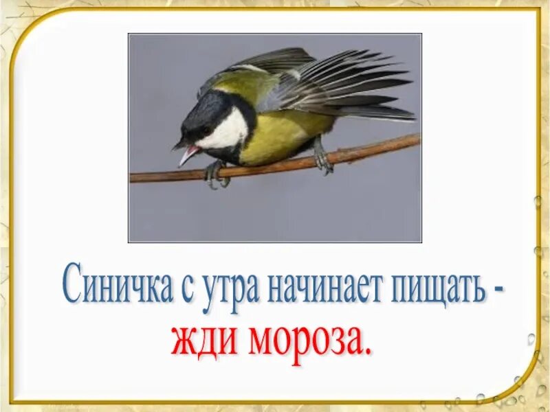 Синица пищит. Синичка с утра начинает. Синичка с утра начинает пищать народная. Птицы по утрам начинают.