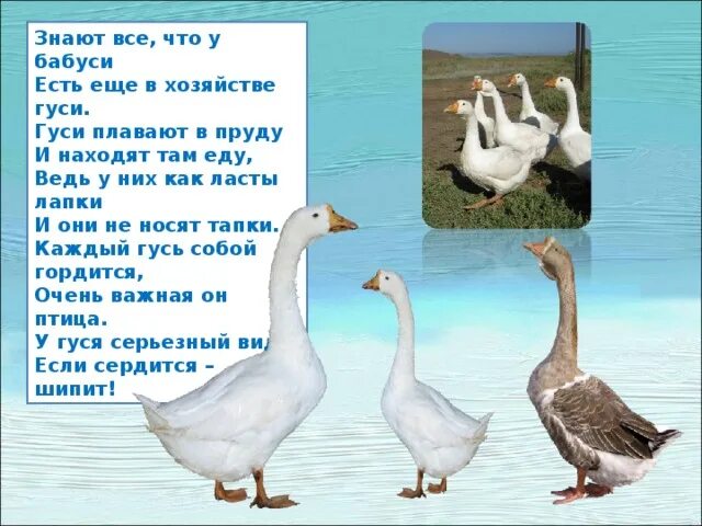 Стих про гуся. Детские стишки. Стих про гуся для детей. Загадка про гуся. Стихотворение про гусей.