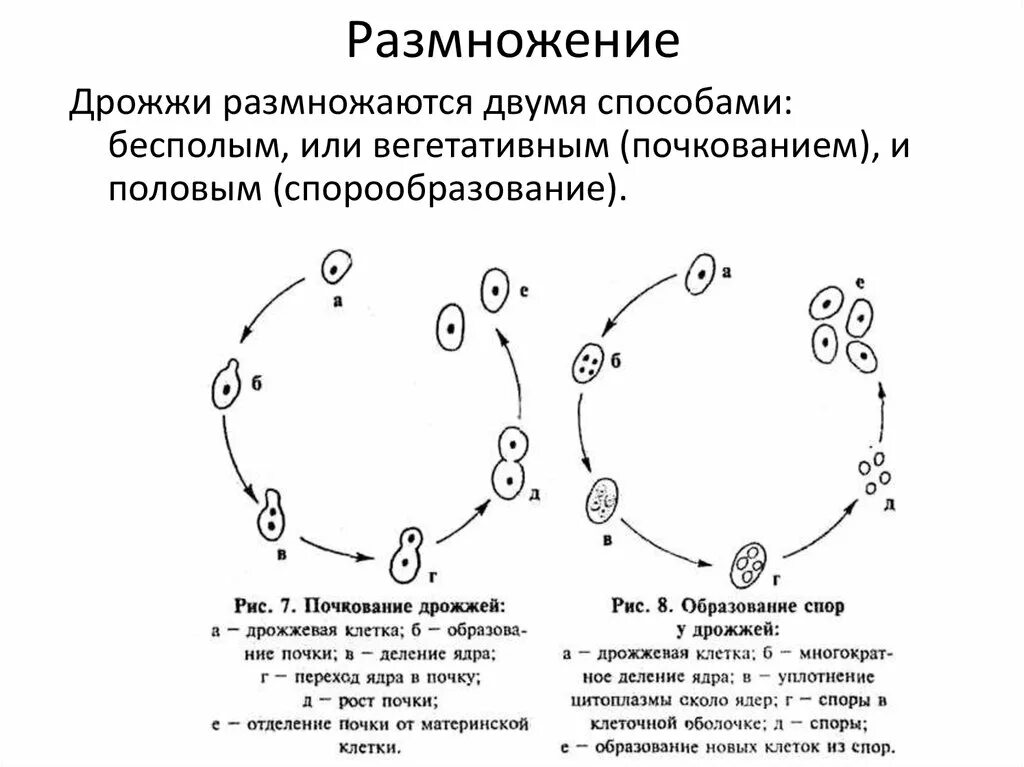 Способы размножения дрожжей. Размножение дрожжей схема. Строение и размножение дрожжей. Размножение пекарских дрожжей. Дрожжи образование спор