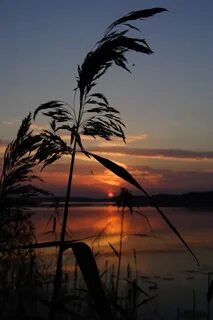 Мгновение в камышах