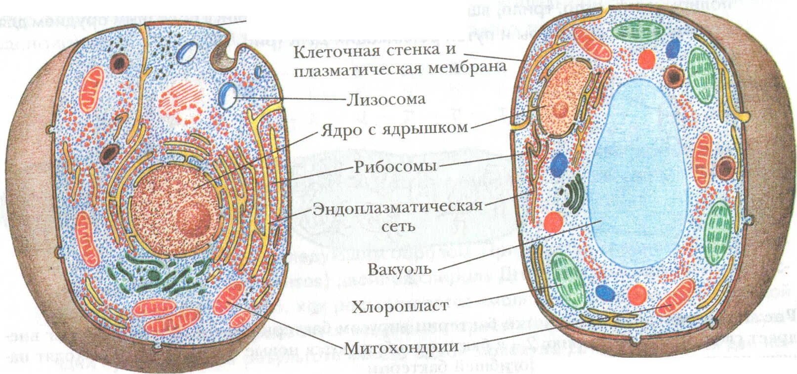 Есть ли рибосомы у животных. Строение рибосомы животной клетки. строение рибосомы растительной клетки. рибосомы в клетке растения. рибосомы в растительной клетке и животной.