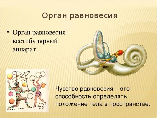 Ощущения равновесия и движения. Орган равновесия. орган равновесия у человека. чувство равновесия у человека.