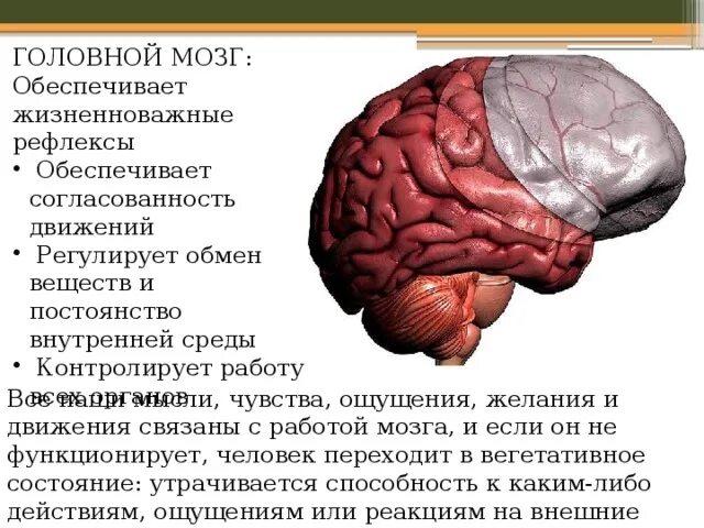 Какие рефлексы обеспечивает головной мозг. Головной мозг обеспечивает. Головной мозг презентация. Головной мозг 8 класс презентация. Мозг для презентации.