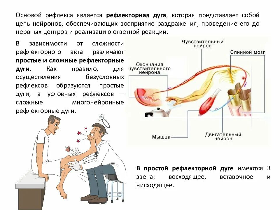 Нервно рефлекторная реакция