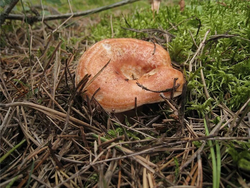 рыжики растут на полянках между молодыми соснами. грибы в лесу рыжики. гриб рыжик сосновый. царский гриб рыжик. гриб рыжик хвойных лесов.