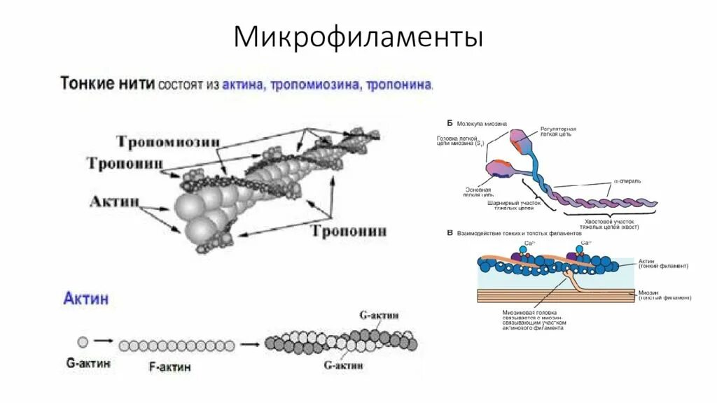 Тонкие нити актина. Актин и миозин схема. Микрофиламенты цитоскелета. Тонкие нити актина. Актин тропонин тропомиозин.