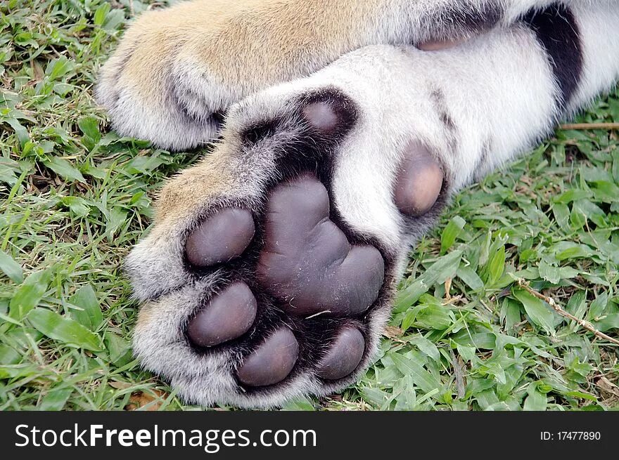 Tiger feet. Лапа тигренка. Ноги тигра. Лапы кошек и собак машут привет фото. Tiger feet.