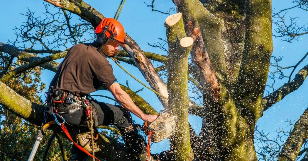Tree hurt. Tree hurt