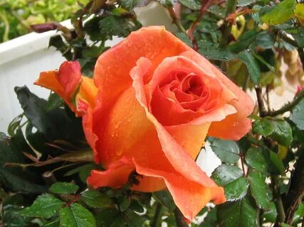 Roses taking