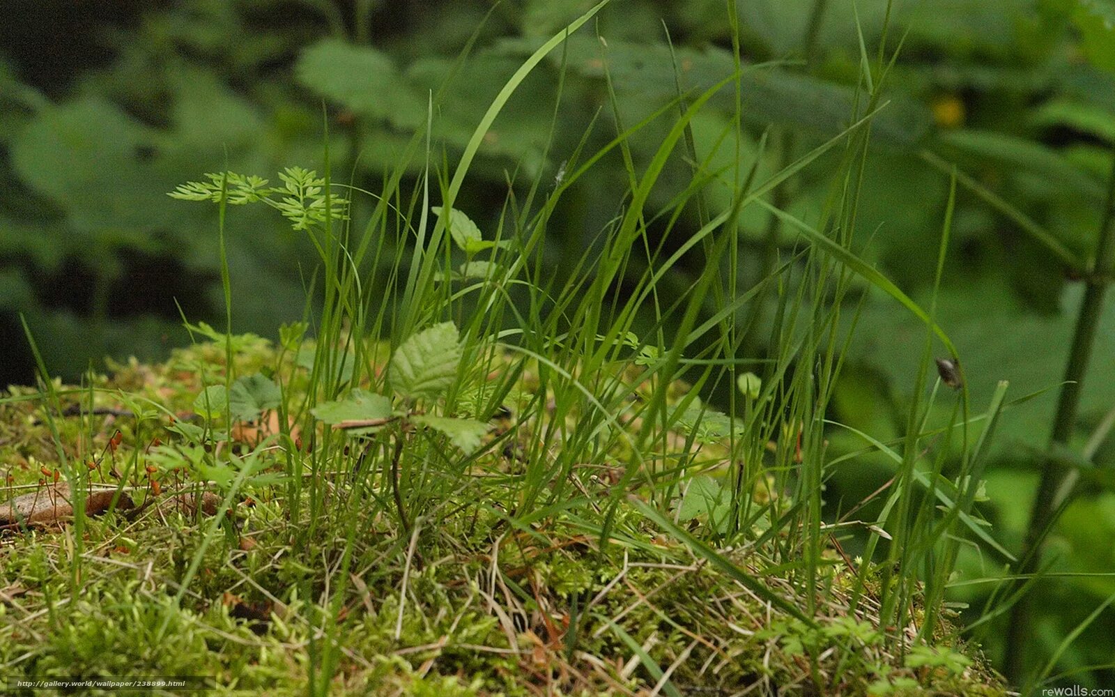 Травы тайги. Растения которые растут в тайге. Кедрово-широколиственные леса уссурийской тайги. Растительность тайги в россии. Растительный мир уссурийской тайги.