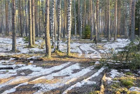 Какой бывает лес весной