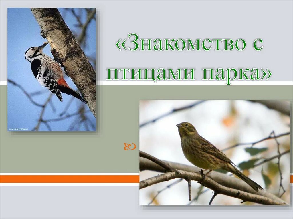 Разные птицы живут: найдено 89 изображений