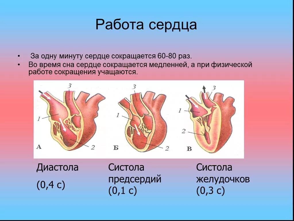 Систола желудочков длится дольше систолы предсердий. Продолжительность диастолы предсердий составляет. Систола желудочков (0,33 сек.). Систола и диастола сердца. Диастола предсердий и желудочков в сердечном цикле.