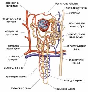 Артериолы почек