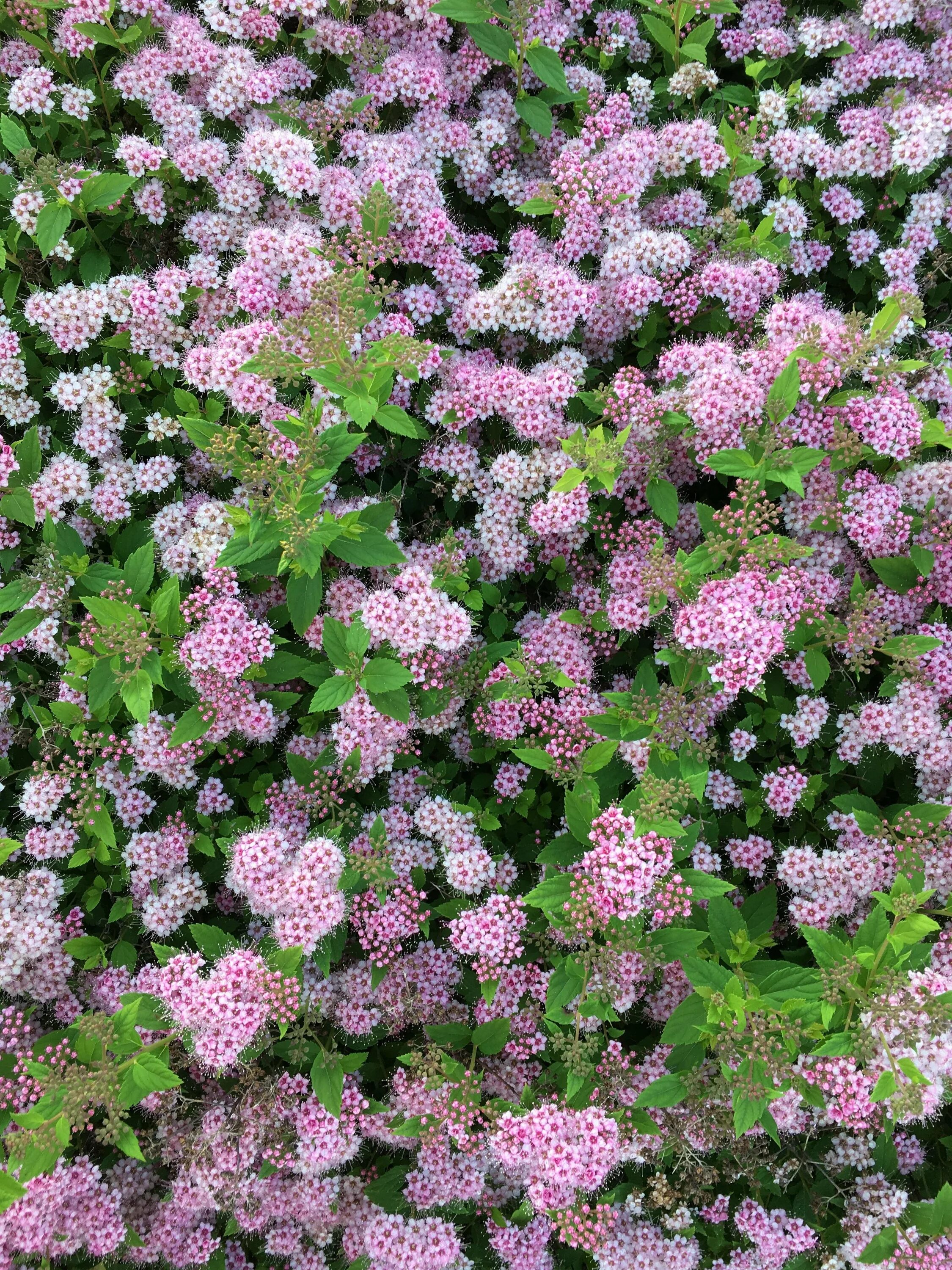 Спирея высокие сорта. Спирея летнецветущая. спирея японская spiraea japonica sparkling champagne. спирея березолистная. спирея японская (spiraea japonica `golden princess`).
