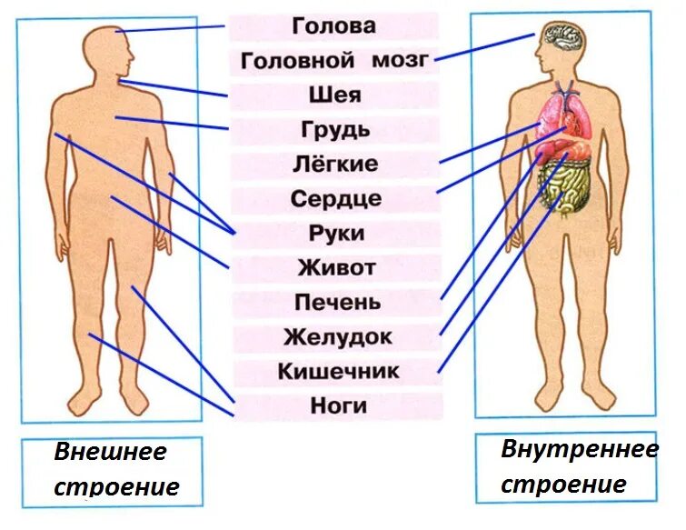 Внутреннее и внешнее строение человека 3 класс. Внешнее и внутреннее строение человека. строение человека внутренние органы и наружные. строение человека наружные части тела. части тела человека анатомия схема.