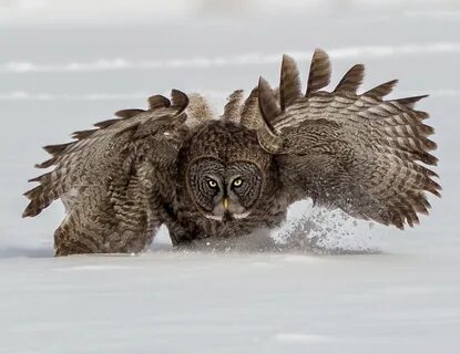 Филин атака