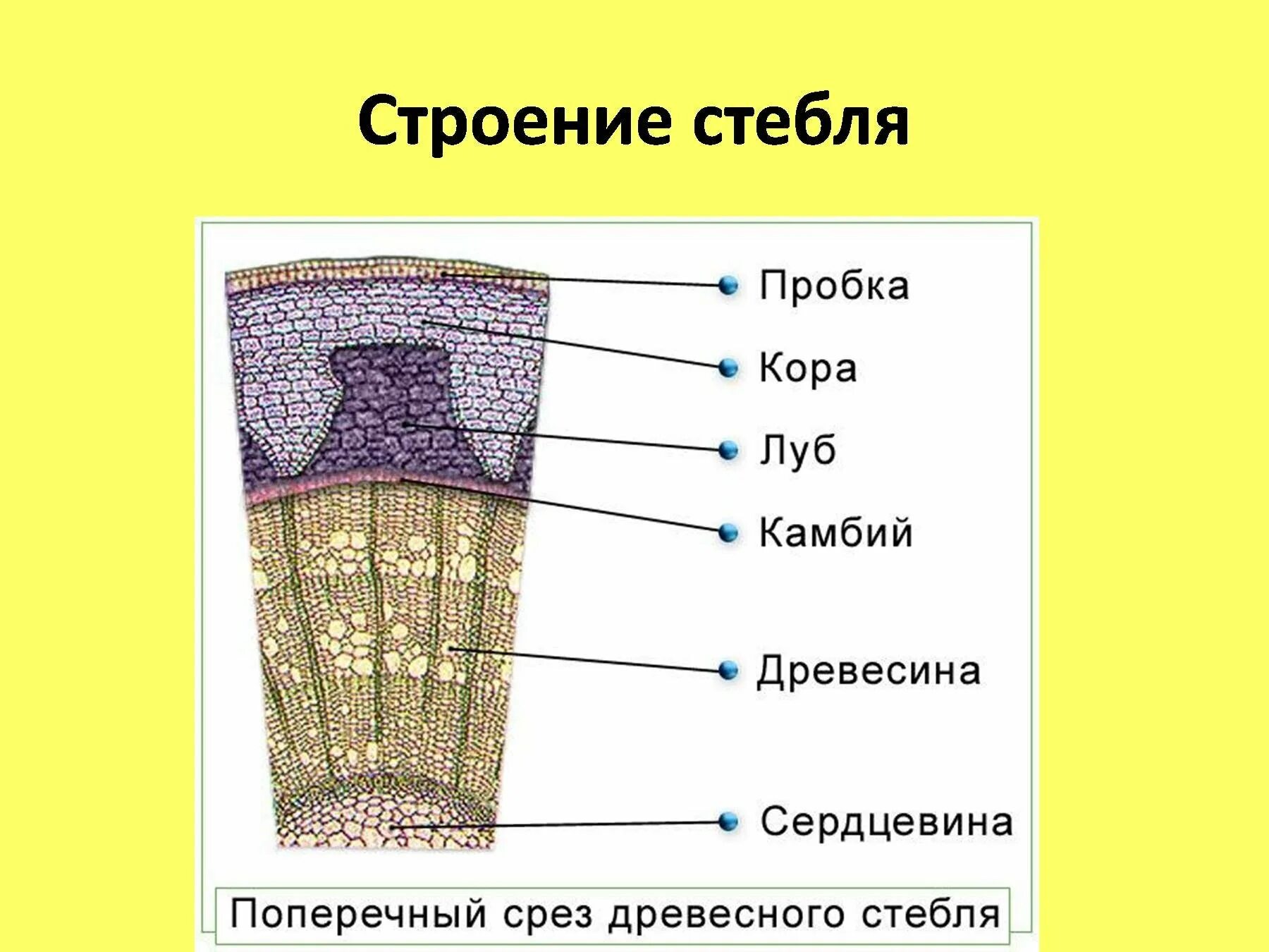 Покровная ткань часть впр. Строение стебля дерева на поперечном срезе. Строение среза стебля биология 6 класс. Внутреннее строение стебля камбий.