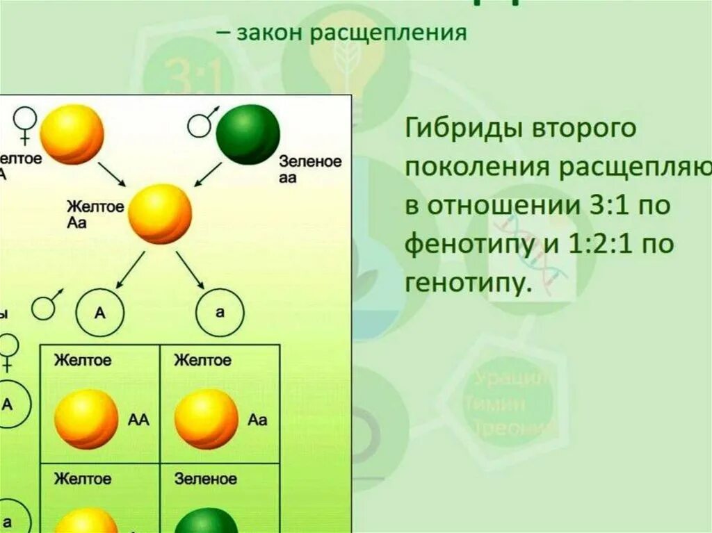 Дигибридное скрещивание какое расщепление. Дигибридное расщепление. Дигибридное скрещивание расщепление. Третий закон Менделя схема. Закон расщепления гибридов второго поколения.