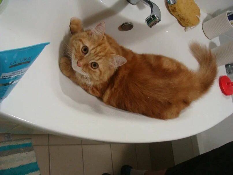 Кот вялый ничего не ест. Кот не ест только пьет воду вялый. похудение котов в воде. котенок вялый и ничего не ест.