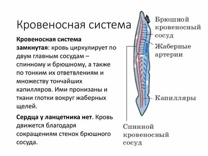 Плоские черви кровеносная система