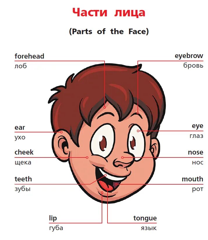 Английский на английском. Части лица на английском. Части лица на английском для детей. Части тела на английском для детей. Части тела по английскому языку для детей.