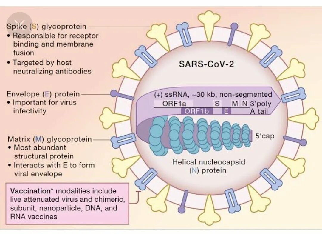 SARS coronavirus 2 РНК. Жизненный цикл SARS-cov-2. Структура генома коронавируса. Строение вируса SARS-cov-2.