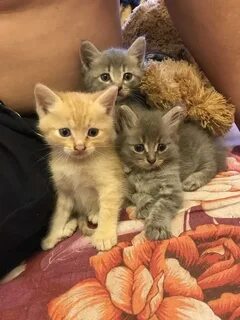 Подольск бесплатные котята