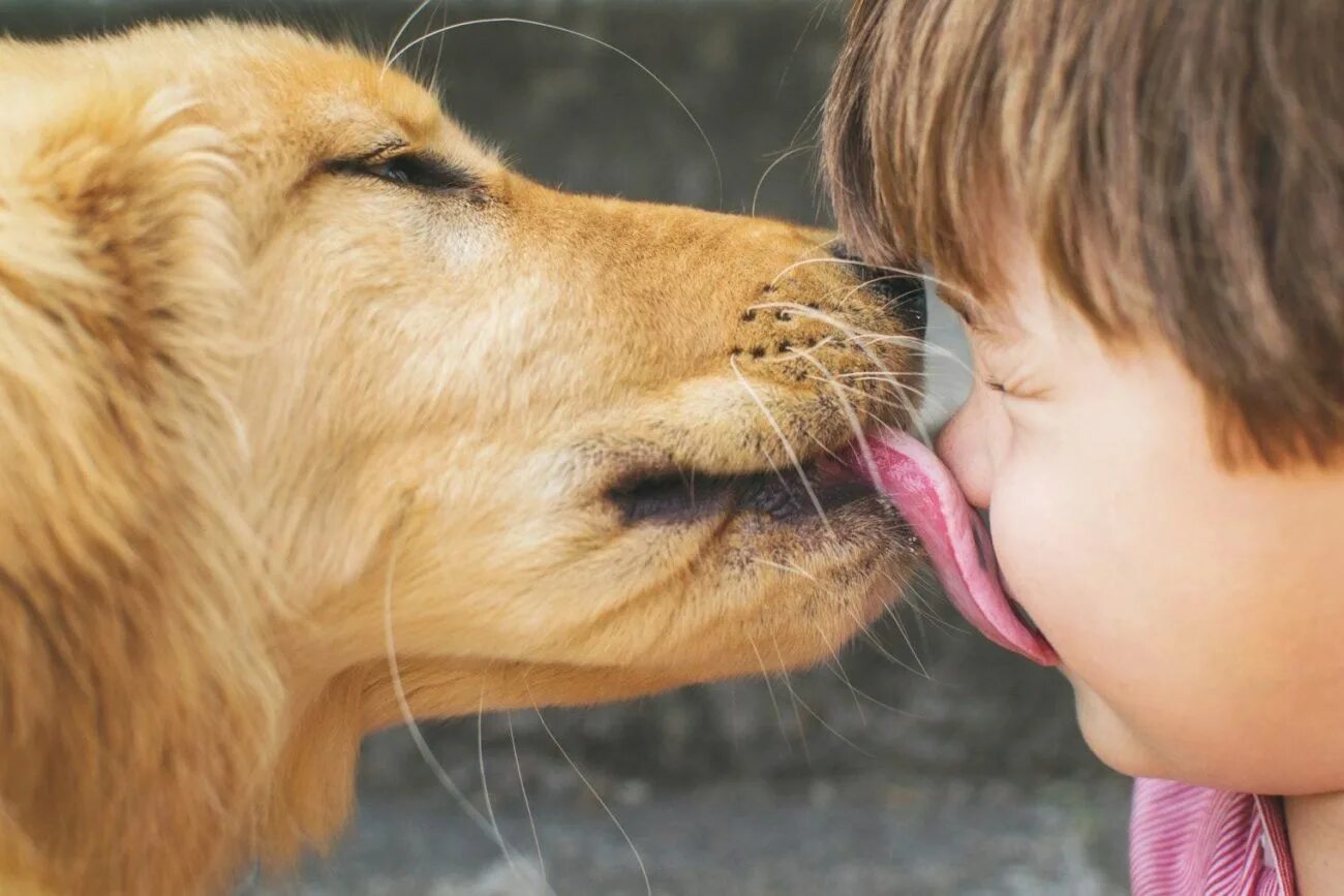 Лизание собаки. Собака облизывает. Собака целует. Поцелуй с животным. Люди и животные любовь.