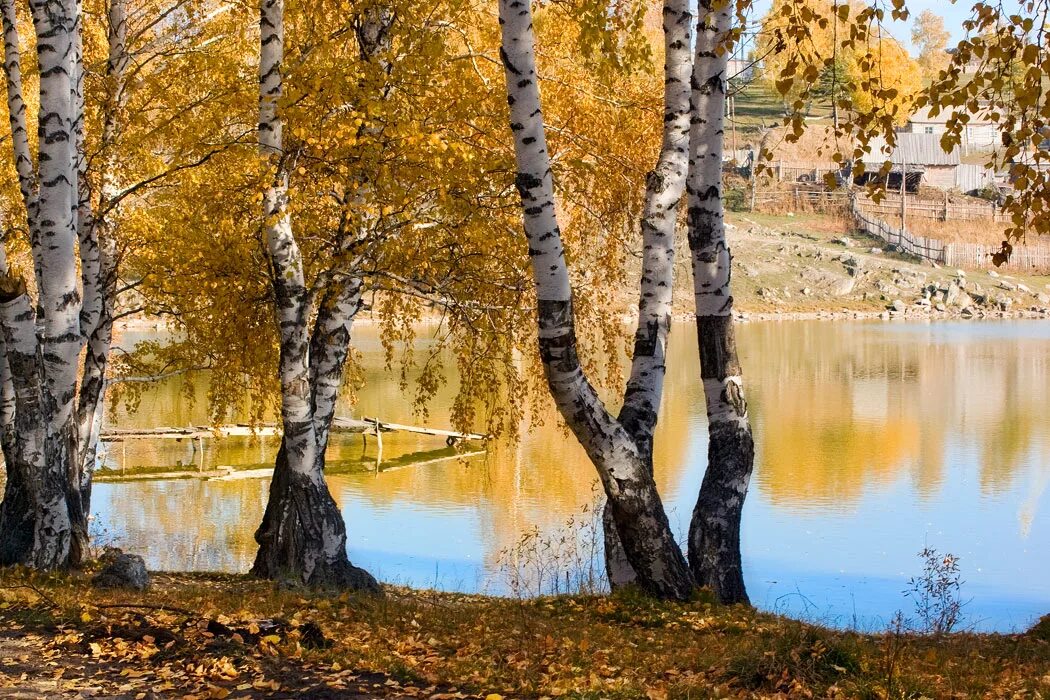 Осень березы озеро. Осенние березы у воды. Березы у реки. Осень береза у реки. Березка ая