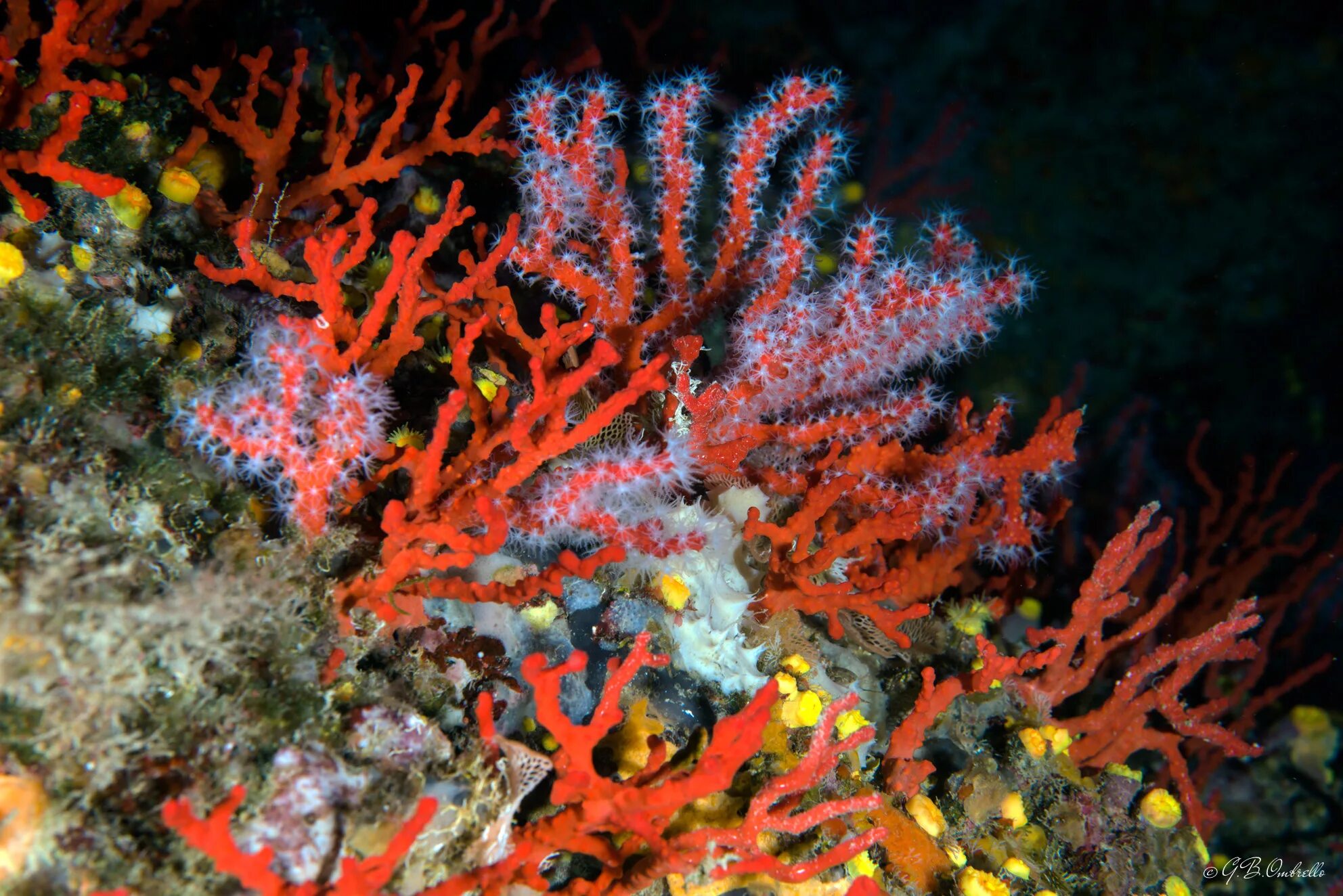 Red coral. Риф Туббатаха Филиппины. Corallium rubrum. Благородный коралл Corallium rubrum. Коралловые полипы альционарии.