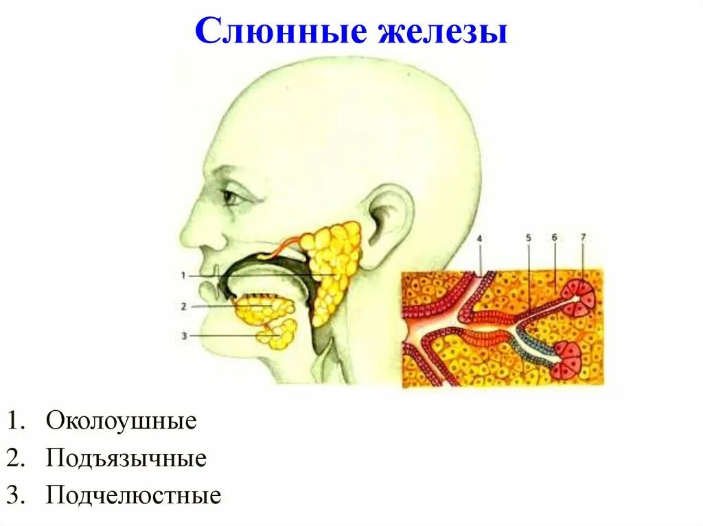 Околоушные подчелюстные железы. Сублингвальные слюнные железы. Обозначьте слюнные железы 1.2.3. Слюнные железы околоушные подъязычные и подчелюстные. Подчелюстная слюнная железа.