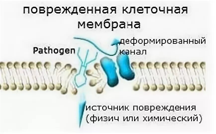 Мембранах клеток мишеней. Разрыв мембраны клетки. Повреждение мембраны бруха. Разрыв мембраны клетки. Свободные радикалы в организме.