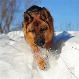 Немецкая овчарка на улице