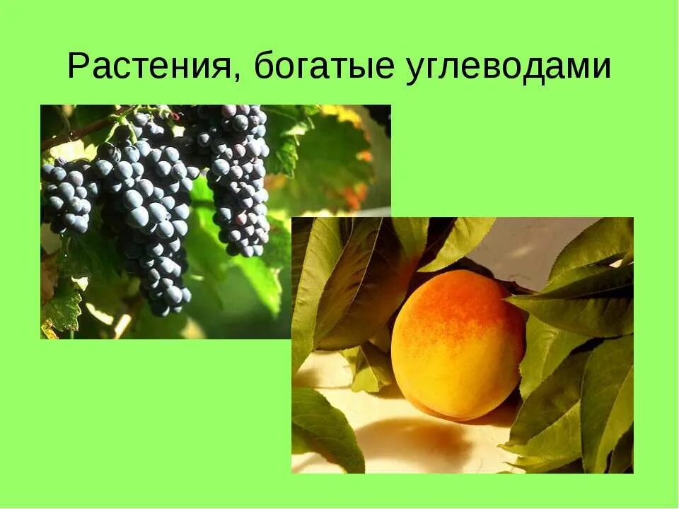 Растения богаты. Растения насытить. Зерновые бобовые культуры. Растения богаты. Растения индикаторы почвы.