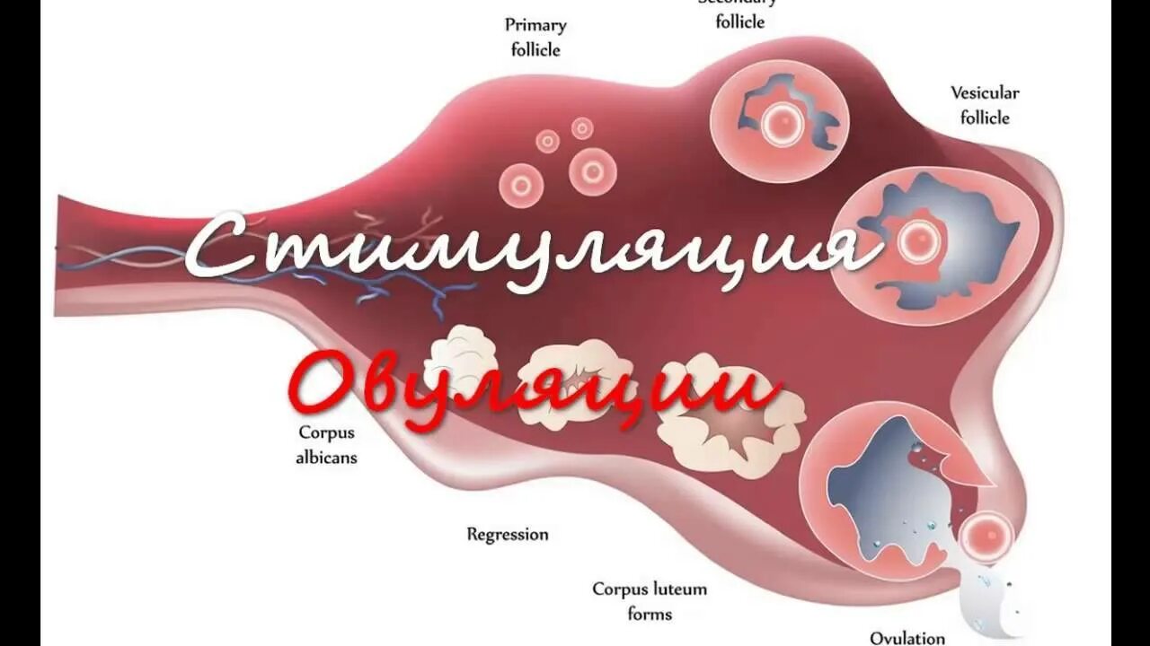 Стимуляция яичников после. Стимулирование овуляции. стимуляции овуляции. яичников. стимуляция овуляции (суперовуляции). стимуляция роста фолликулов в яичниках.