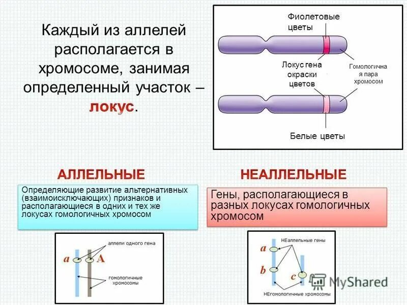 Неаллельные гены в хромосомах. Аллельные гены и неаллельные гены в хромосоме. Аллельные гены расположены в хромосомах. Неаллельные гены в парах гомологичных хромосом. Пара разных аллельных генов