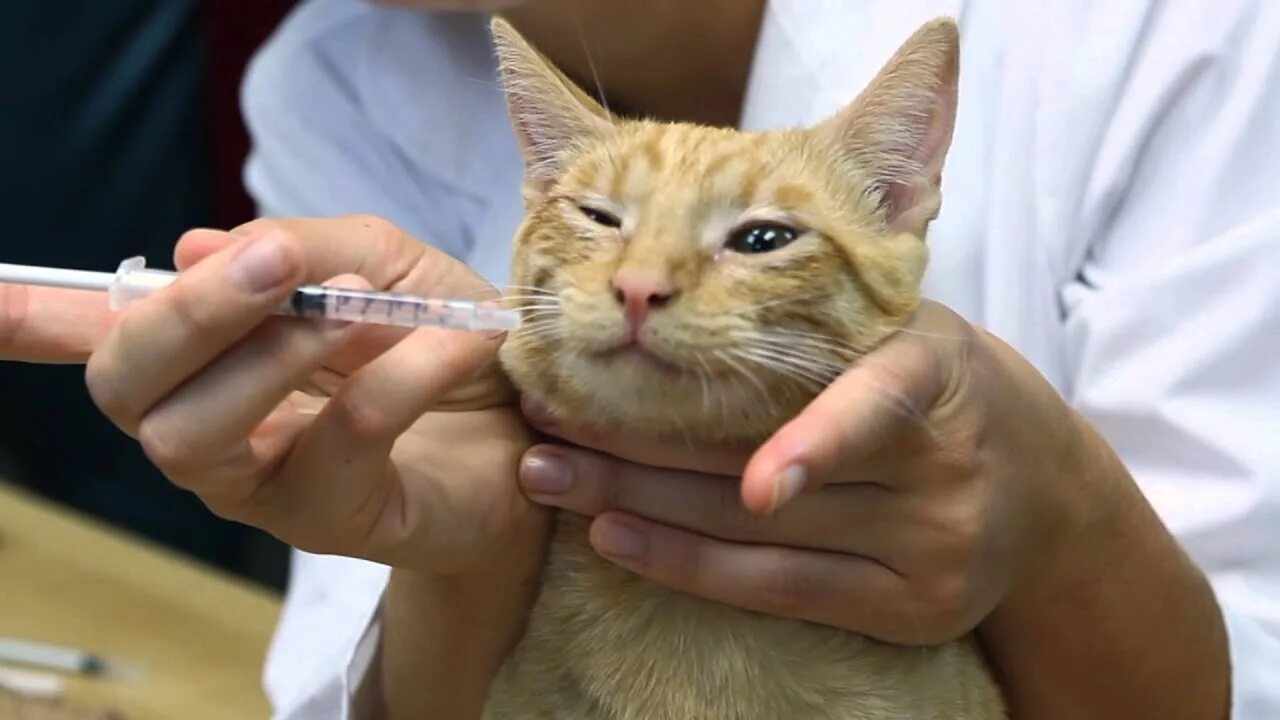 Чихающие коты. Котенок чихает. Кот чихает фото. Чихание кошек чем лечить. Инфекционный ринотрахеит кошек.