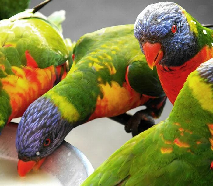 пестрый мир. пестрый мир насекомых.