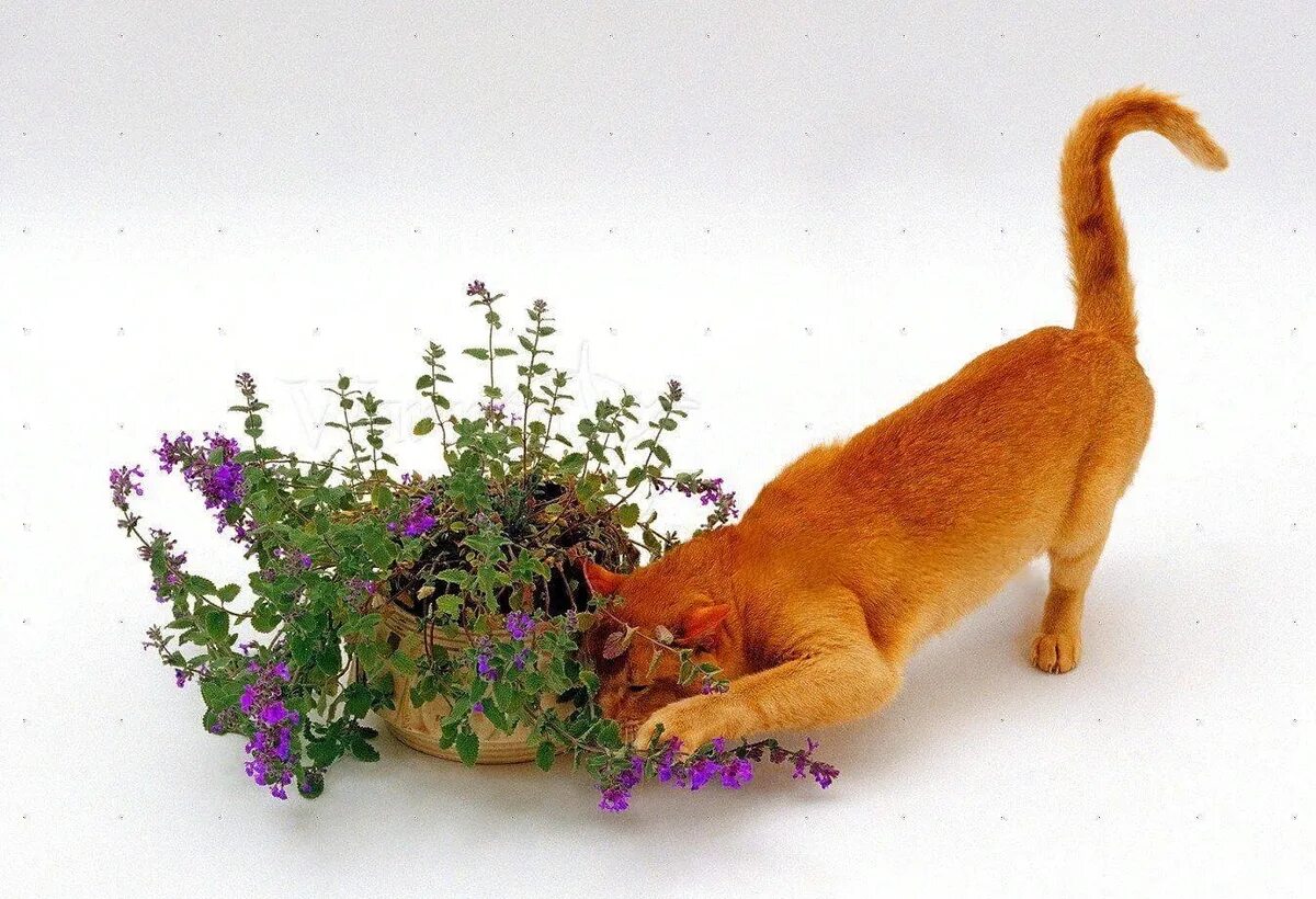 Почему котам нравится кошачья мята. Кошачья мята. шрек кот кошачья мята. котовник кошачья мята и коты. кошкина мята.
