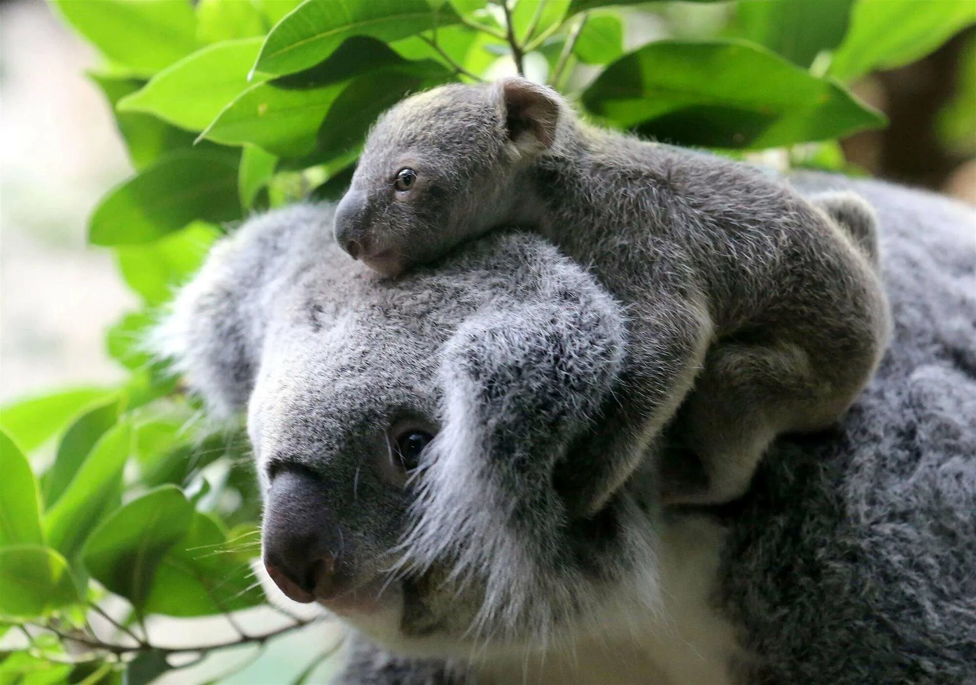 Коала мама. Животные Австралии коала. Коала сумчатое. Коала сумчатая с детенышем. Коала с детенышем.