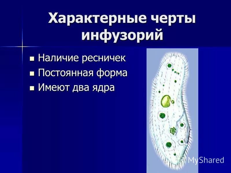 У инфузории постоянная форма. Цитоплазма инфузории туфельки. У инфузории постоянная форма. Представители инфузории туфельки. Инфузория туфелька paramecium caudatum.
