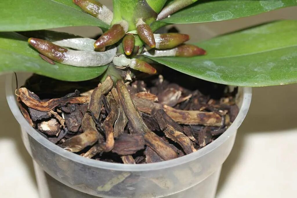 Здоровые корни орхидеи фаленопсис. Растущие корни у орхидеи. Орхидея фаленопсис сгнили корни.