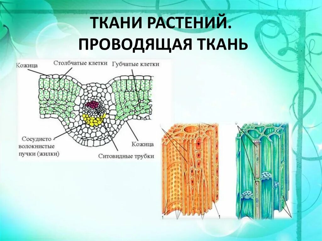 Проводящие строение и функции. Клеточное строение проводящей ткани растения. Клеточное строение основной ткани растений. Ткани растительной клетки 6 класс биология. Строение основной ткани растений 5 класс биология.