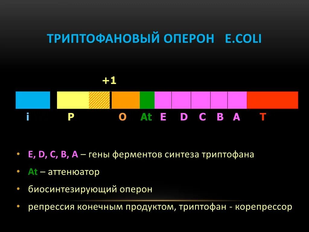 Триптофановый оперон. Триптофановый оперон аттенюация. триптофановый оперон репрессия. строение триптофанового оперона. триптофановый оперон строение.