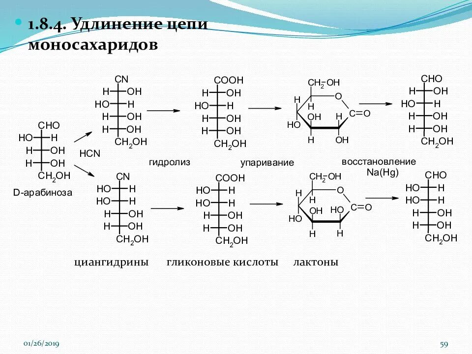 Удлинение цепи моносахаридов. Синтез моносахаридов. Цепочка углеводов. Гидролиз моносахар дов. Фруктоза гидролиз реакция