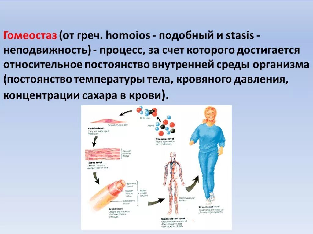 Гомеостаз физиология. Гомеостаз примеры. Гомеостаз примеры в биологии. Гомеостаз в организме человека.